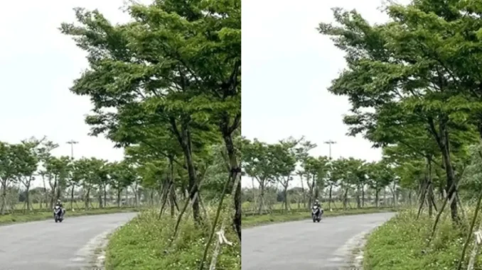 Kỷ luật nhiều cán bộ liên quan sai phạm trong các dự án cây xanh ở Quảng Bình Kỷ luật nhiều cán bộ liên quan sai phạm trong các dự án cây xanh ở Quảng Bình