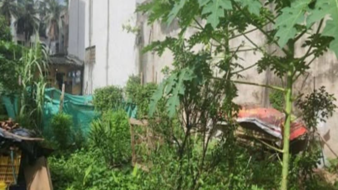 Có phải đền bù hoa màu khi lấy lại đất? Có phải đền bù hoa màu khi lấy lại đất?