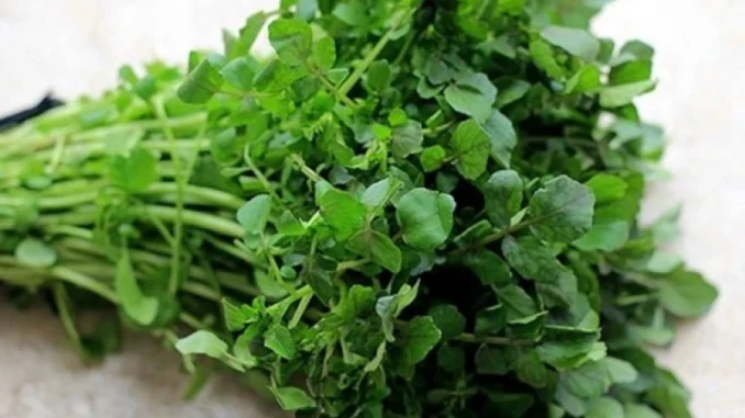 Những loại rau dễ là nơi “tổ ký sinh trùng” ẩn náu, loại số 1 nhiều người mê Những loại rau dễ là nơi “tổ ký sinh trùng” ẩn náu, loại số 1 nhiều người mê