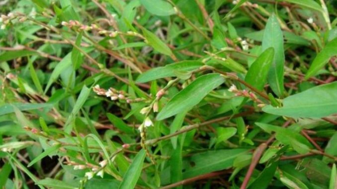 loại cây mà SÁN CHÓ, SÁN MÈO thấy là sợ, tiêu diệt sạch ấu trùng giun sán nha cả nhà loại cây mà SÁN CHÓ, SÁN MÈO thấy là sợ, tiêu diệt sạch ấu trùng giun sán nha cả nhà