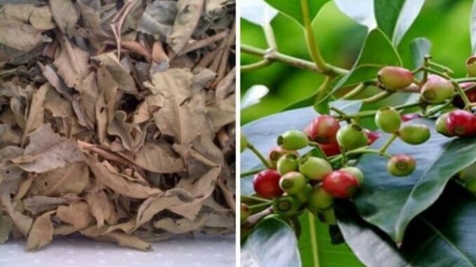 4 loại lá phơi khô thành “vật quý”, nhiều người vứt bỏ tiếc hùi hụi 4 loại lá phơi khô thành “vật quý”, nhiều người vứt bỏ tiếc hùi hụi