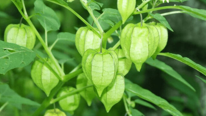 Qủa thù lù ( tầm bóp) Qủa thù lù ( tầm bóp)