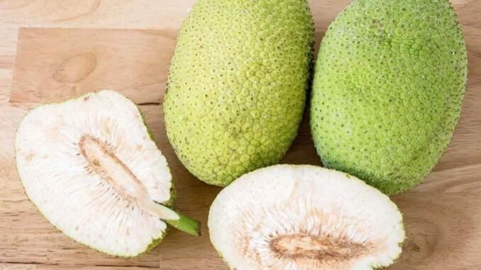 Loại quả rẻ tiền ở Việt Nam bổ như nhân sâm, tổ yến: Siêu thực phẩm mới gây bất ngờ Loại quả rẻ tiền ở Việt Nam bổ như nhân sâm, tổ yến: Siêu thực phẩm mới gây bất ngờ