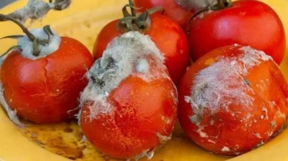 Đừng vứt cà chua thối đi, cà chua càng thối thì chúng càng hữu ích nếu bạn biết những tác dụng này Đừng vứt cà chua thối đi, cà chua càng thối thì chúng càng hữu ích nếu bạn biết những tác dụng này