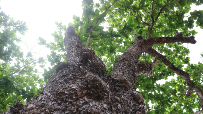Những 'cụ' bàng di sản hơn 100 tuổi tại vùng đất thiêng Côn Đảo Những 'cụ' bàng di sản hơn 100 tuổi tại vùng đất thiêng Côn Đảo