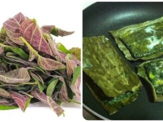 Tác dụng của lá mơ lông với sức khoẻ ít người biết