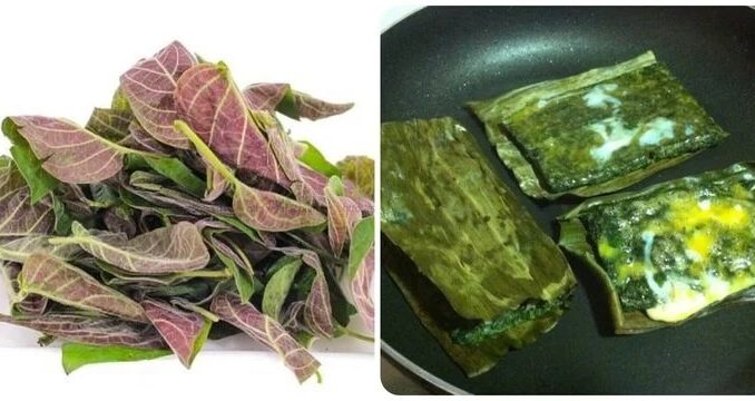 Tác dụng của lá mơ lông với sức khoẻ ít người biết Tác dụng của lá mơ lông với sức khoẻ ít người biết