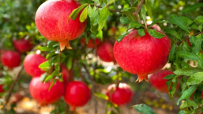 3 loại cây trồng trước nhà nào nhà đó giàu có tiền vào như nước: 3 loại cây nên tránh, đó là cây gì? 3 loại cây trồng trước nhà nào nhà đó giàu có tiền vào như nước: 3 loại cây nên tránh, đó là cây gì?