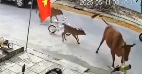Đà Nẵng: C.h.á.u b.é đang đứng chơi trên đường thì bị bò thả rông h.ú.c ngã Đà Nẵng: C.h.á.u b.é đang đứng chơi trên đường thì bị bò thả rông h.ú.c ngã