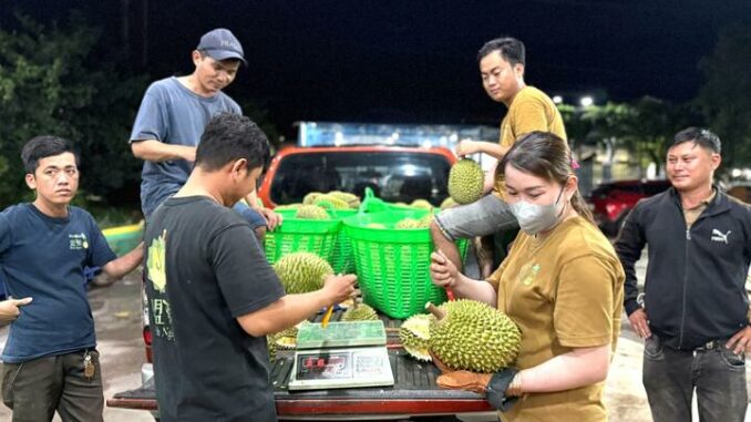 Nỗi oan sầu riêng ‘nhúng thuốc’ Nỗi oan sầu riêng ‘nhúng thuốc’