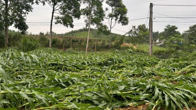 1 người chết, 1 người mất tích, hàng chục ngôi nhà hư hỏng do mưa lốc 1 người chết, 1 người mất tích, hàng chục ngôi nhà hư hỏng do mưa lốc