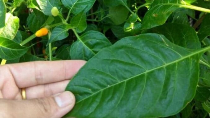 Loại lá chứa kho canxi, dưỡng gan bổ mắt, mọc đầy vườn, nhiều người không biết chỉ nhổ bỏ