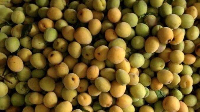 Quả mơ có công dụng gì và những cách sử dụng phổ biến