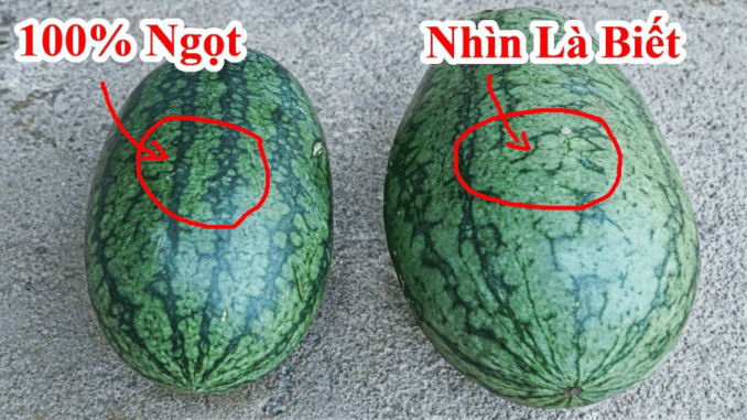 Mẹo chọn dưa hấu già đanh, ruột đỏ au, ngọt lịm, cùi mỏng như tờ giấy