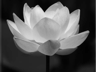 Mỹ nhân màn ảnh Việt huyền thoại một thời vừa quadoi đầy x:.ót xa