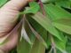 Cây thành ngạnh: vị thuốc quý ít người biết