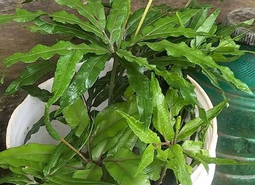 Bòng bong: Loại cây có nhiều công dụng chữa bện h