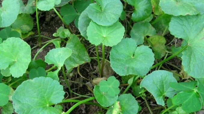 11 tác dụng của rau má bạn không nên bỏ qua 11 tác dụng của rau má bạn không nên bỏ qua